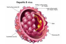 Hepatit Virüsleri Nelerdir?